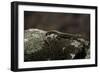 Podarcis Muralis (Common Wall Lizard)-Paul Starosta-Framed Photographic Print