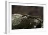 Podarcis Muralis (Common Wall Lizard)-Paul Starosta-Framed Photographic Print