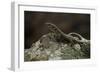 Podarcis Muralis (Common Wall Lizard)-Paul Starosta-Framed Photographic Print