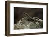 Podarcis Muralis (Common Wall Lizard)-Paul Starosta-Framed Photographic Print