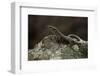 Podarcis Muralis (Common Wall Lizard)-Paul Starosta-Framed Photographic Print