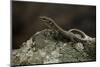 Podarcis Muralis (Common Wall Lizard)-Paul Starosta-Mounted Photographic Print