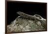 Podarcis Muralis (Common Wall Lizard)-Paul Starosta-Framed Photographic Print