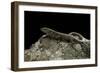 Podarcis Muralis (Common Wall Lizard)-Paul Starosta-Framed Photographic Print