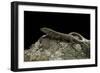 Podarcis Muralis (Common Wall Lizard)-Paul Starosta-Framed Photographic Print