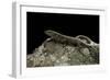 Podarcis Muralis (Common Wall Lizard)-Paul Starosta-Framed Photographic Print