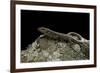 Podarcis Muralis (Common Wall Lizard)-Paul Starosta-Framed Photographic Print