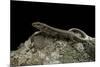 Podarcis Muralis (Common Wall Lizard)-Paul Starosta-Mounted Photographic Print