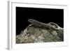 Podarcis Muralis (Common Wall Lizard)-Paul Starosta-Framed Photographic Print