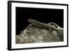 Podarcis Muralis (Common Wall Lizard)-Paul Starosta-Framed Photographic Print