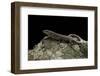 Podarcis Muralis (Common Wall Lizard)-Paul Starosta-Framed Photographic Print