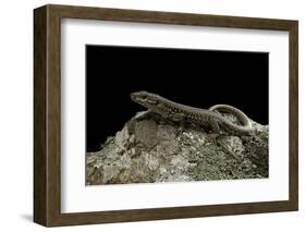 Podarcis Muralis (Common Wall Lizard)-Paul Starosta-Framed Photographic Print