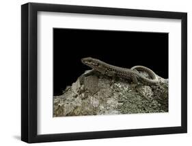 Podarcis Muralis (Common Wall Lizard)-Paul Starosta-Framed Photographic Print