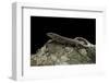 Podarcis Muralis (Common Wall Lizard)-Paul Starosta-Framed Photographic Print