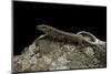 Podarcis Muralis (Common Wall Lizard)-Paul Starosta-Mounted Photographic Print