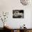 Podbridge-Fabio Panichi-Stretched Canvas displayed on a wall