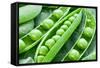 Pods of Green Peas on a Background of Leaves-Volff-Framed Stretched Canvas