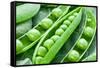 Pods of Green Peas on a Background of Leaves-Volff-Framed Stretched Canvas