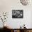 Poet Robert Lowell in His Study at Home-Alfred Eisenstaedt-Framed Stretched Canvas displayed on a wall