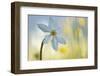 Poet's Daffodil (Narcissus Poeticus) in Flower, Sibillini Np, Italy, May 2009-Müller-Framed Photographic Print