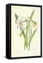 Poet's Daffodil-Frederick Edward Hulme-Framed Stretched Canvas