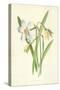 Poet's Daffodil-Frederick Edward Hulme-Stretched Canvas