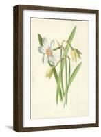 Poet's Daffodil-Frederick Edward Hulme-Framed Giclee Print