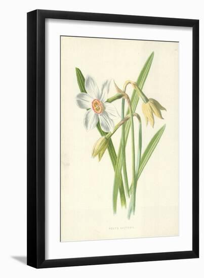 Poet's Daffodil-Frederick Edward Hulme-Framed Giclee Print