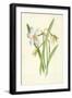 Poet's Daffodil-Frederick Edward Hulme-Framed Giclee Print