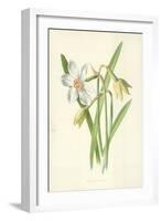 Poet's Daffodil-Frederick Edward Hulme-Framed Giclee Print