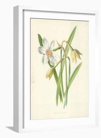 Poet's Daffodil-Frederick Edward Hulme-Framed Giclee Print