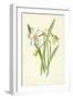 Poet's Daffodil-Frederick Edward Hulme-Framed Giclee Print