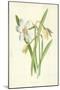 Poet's Daffodil-Frederick Edward Hulme-Mounted Giclee Print