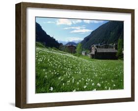 Poet's Narcissus and Tiny Old Church Above Arinsal Village, Arinsal, Andorra, Pyrenees-Pearl Bucknall-Framed Photographic Print