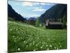 Poet's Narcissus and Tiny Old Church Above Arinsal Village, Arinsal, Andorra, Pyrenees-Pearl Bucknall-Mounted Photographic Print