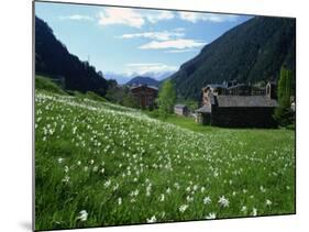 Poet's Narcissus and Tiny Old Church Above Arinsal Village, Arinsal, Andorra, Pyrenees-Pearl Bucknall-Mounted Photographic Print