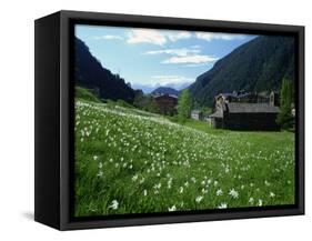 Poet's Narcissus and Tiny Old Church Above Arinsal Village, Arinsal, Andorra, Pyrenees-Pearl Bucknall-Framed Stretched Canvas