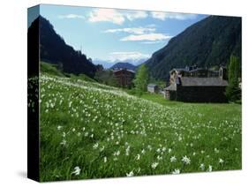 Poet's Narcissus and Tiny Old Church Above Arinsal Village, Arinsal, Andorra, Pyrenees-Pearl Bucknall-Stretched Canvas