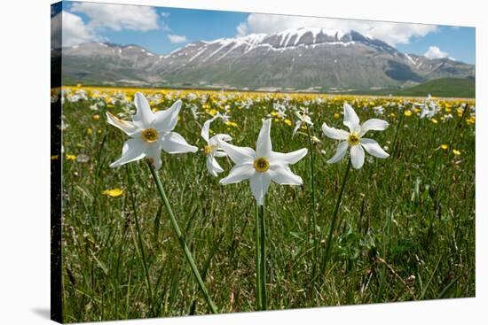 Poet's narcissus with Wild tulips in background , Italy-Paul Harcourt Davies-Stretched Canvas