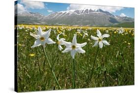 Poet's narcissus with Wild tulips in background , Italy-Paul Harcourt Davies-Stretched Canvas