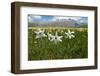 Poet's narcissus with Wild tulips in background , Italy-Paul Harcourt Davies-Framed Photographic Print