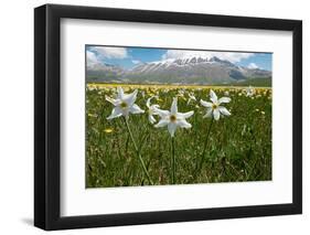 Poet's narcissus with Wild tulips in background , Italy-Paul Harcourt Davies-Framed Photographic Print