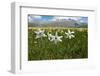 Poet's narcissus with Wild tulips in background , Italy-Paul Harcourt Davies-Framed Photographic Print