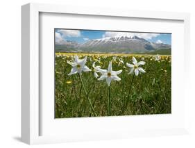 Poet's narcissus with Wild tulips in background , Italy-Paul Harcourt Davies-Framed Photographic Print