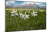Poet's narcissus with Wild tulips in background , Italy-Paul Harcourt Davies-Mounted Photographic Print