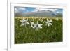 Poet's narcissus with Wild tulips in background , Italy-Paul Harcourt Davies-Framed Photographic Print