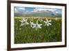 Poet's narcissus with Wild tulips in background , Italy-Paul Harcourt Davies-Framed Photographic Print