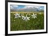 Poet's narcissus with Wild tulips in background , Italy-Paul Harcourt Davies-Framed Photographic Print