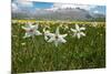 Poet's narcissus with Wild tulips in background , Italy-Paul Harcourt Davies-Mounted Photographic Print