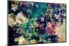 Poetic Flowers in Water-Alaya Gadeh-Mounted Photographic Print